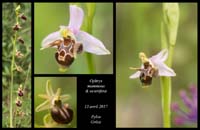 Ophrys-mammosa-&-oestrifera